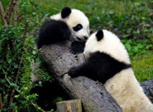 China Panda Tour